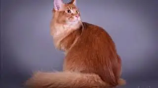 Мейн Кун Candes на фотосессии