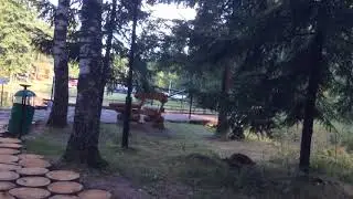 Белки в Яхонтах бегают под ногами