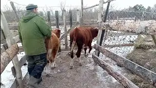 The calves were moved to a new pen/Household chores