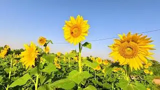 Sunflower field drone video | Chhindwara Sunflower field | Sunflower Crop