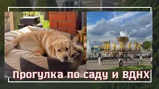 ЗАЦВЕЛИ ЛЮБИМЫЕ ПИОНЫ 🌸 КУПИЛИ БИЛЕТЫ НЕ НА ТОТ КОНЦЕРТ 🤯