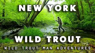 One Stream - 3 Species of Wild Trout!!