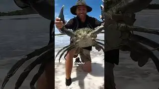 Самые гигантские и мощные крабы в мире