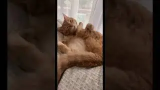 У меня есть демон в голове