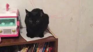 Evil cat 🐱