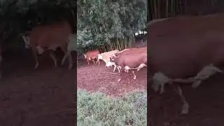 70 NOVILHAS BRAFORD COM CRIA AO PÉ E PRENHAS  3 EM 1