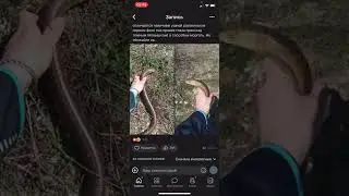 НЕ ТРОГАЙТЕ БЕДНЫХ ЖЕЛТОПУЗИКОВ!!!!