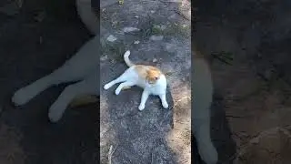 Перся валяется))