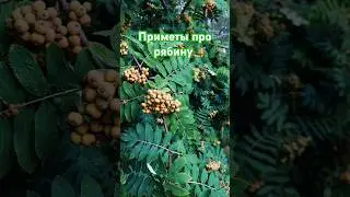 #Приметы про рябину 🍒 на осень зиму 2024 #shortvideo #самара #рябина