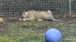 Ok, I'll eat some of this breakfast but not all! Koda lioness at Big Cat Rescue.