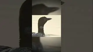 SHOCK! These Are The Scariest Bird Voices In The World!