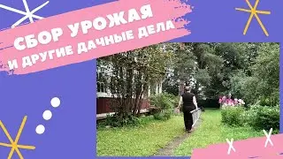 НАША ДАЧА: Живой влог Сбор урожая Реставрация окна и уборка в погребе