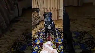 ограбление банка