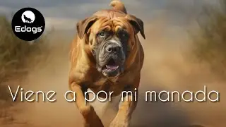UN PERRO DE 70-80 KG VIENE A POR NOSOTROS - ¿QUÉ HE HECHO?