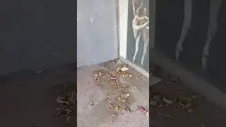 Мръсотия и спринцовки из Младежкия дом