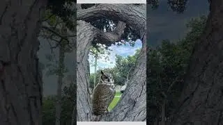 The Mystical Presence of Owls in Trees #shorts #owl #relaxingmusic