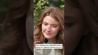 Как правильно обрабатывать розы от чёрной пятнистости