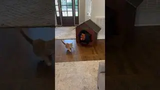 Cat's Hilarious Halloween Jumpscare Prank!