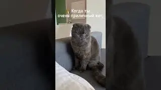 Но только в душе… #кот #котики #котейка #котказанский #тренды2024 #котэ #жизнькота #йен