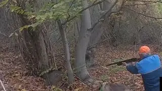 2022 DOMUZ AVI / BEST WİLD BOAR HUNTING/CHASSE AU SANGLİGER