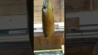 Холодное электростатическое копчение Dymika ru