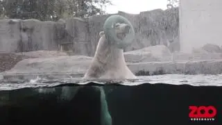 Isbjørn får flyde-ring | Copenhagen Zoo