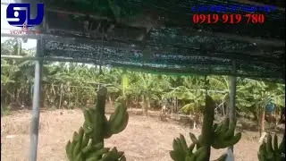 CÂN BUỒNG CHUỐI, CÂN THANH RAY