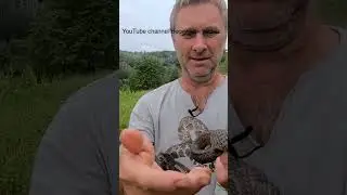 Укусы и ужаливания
