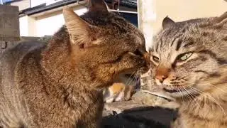 Мартовские коты