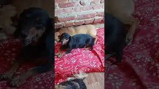 Хорошенькие малыши   #собака #dog #dogs