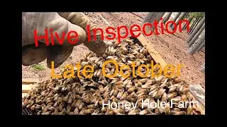 Beekeeping:  Hive Inspection Late October