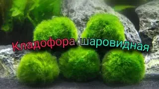 Выращивание кладофоры шаровидной. Делюсь личным опытом.