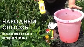 Getting rid of aphids and spider mites using folk remedies