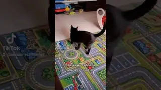 Черная кошка Снежок собралась в телеграмм.