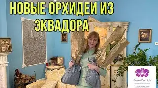 Мега орхидеи из Эквадора! Шикарные ликасты и Ангулоа