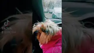 йорк водитель 🤣