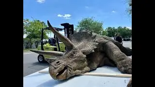 Triceratops | Dinosaurs Battle | Animation for Kids | REDMON