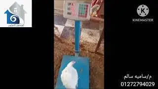 خلي فراخك تكسر الميزان مع البرنامج الاورجانيك 💯💥