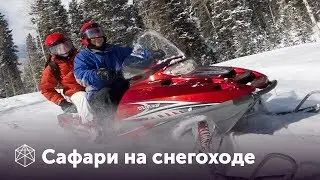 Покатушки на снегоходе в лесу