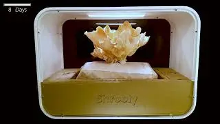 Growing Pink Oyster Mushroom with Shrooly Time Lapse 