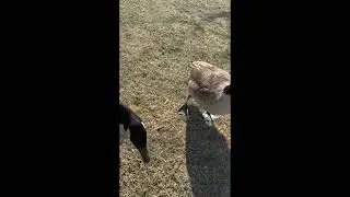 WHO ARE THESE CREATURES APPROACHING?
