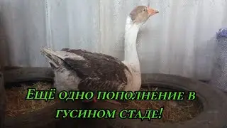 Купил новую гусыню!