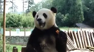 Funny Panda -  Panda Compilation 2016