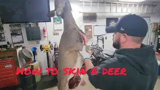 How to cut up a deer. part 1