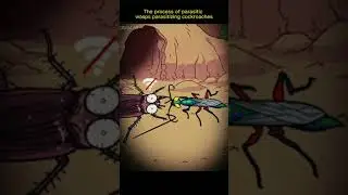 Wasps parasitizing cockroaches