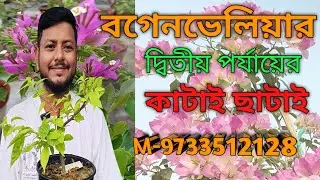 বগেনভেলিয়ার দ্বিতীয় পর্যায়ের কাটায় ছাটাই এই মরসুমে।