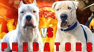 Dogo Argentino vs Bully Kutta | Bully Kutta vs Dogo Argentino | Powerful Guard Dog? | Billa Boyka |
