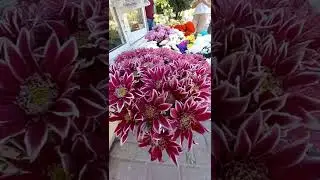 КРАСИВЫЕ  ЦВЕТЫ !!! Хризантемы ???