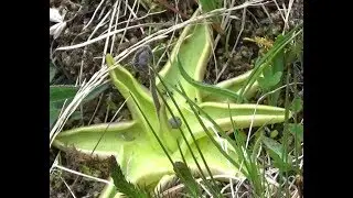 Mai 2017. Fleurs sauvages des Highlands en Ecosse