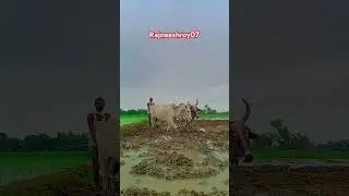 भारतीय किसान | rajneeshroy07 | #shortvideo #rajneeshroy07 #villagelife